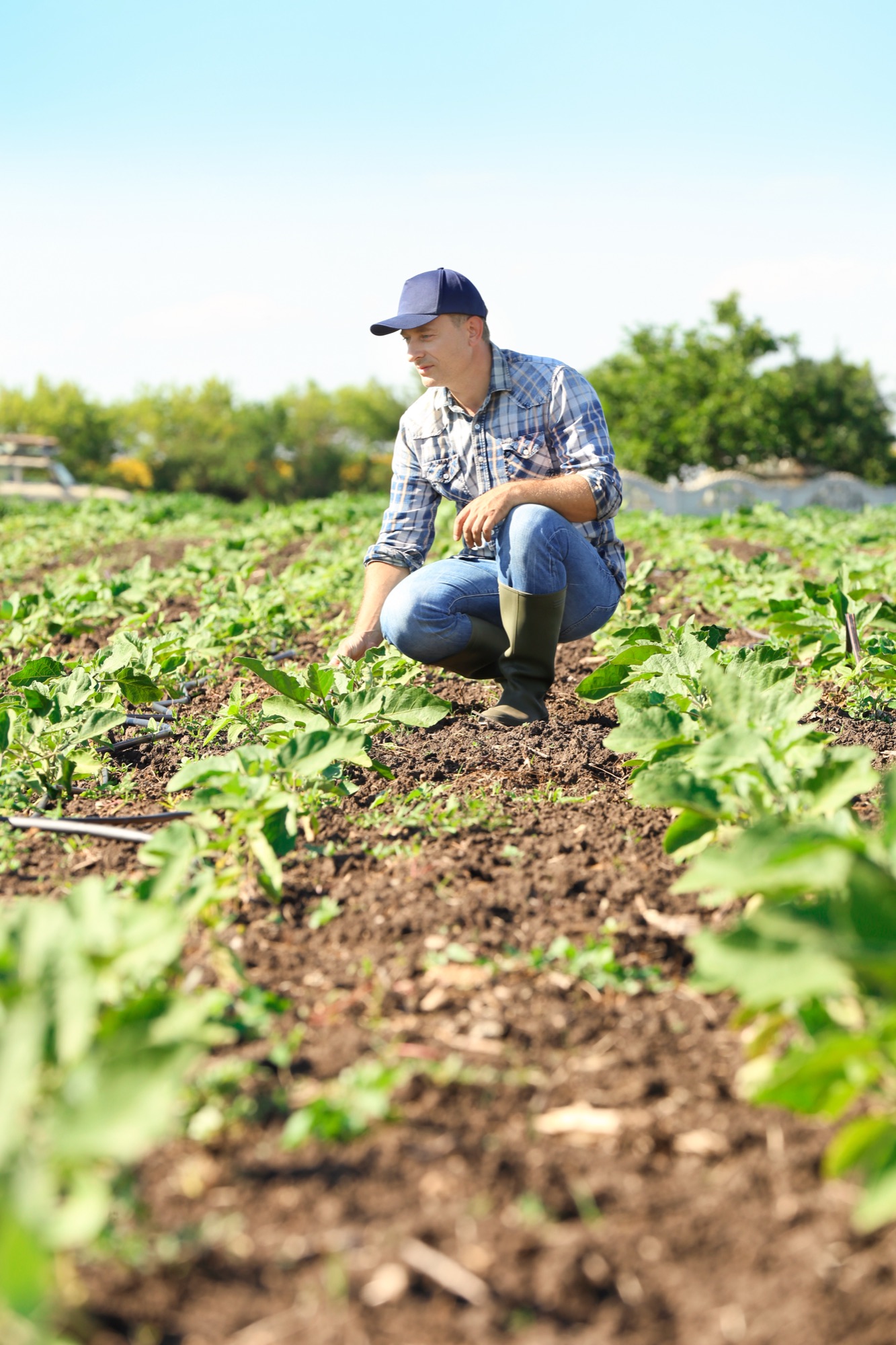 Campo y cultivos